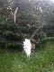 Byk strzelony na rykowisku w obw. 96 (blisko Wo�owa)
7 g�owa my�kus ,