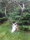 Byk strzelony na rykowisku w obw. 96 (blisko Wo�owa)
7 g�owa my�kus ,