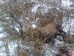 Byk strzelony 16.01.2013. Tak go znalaz�em .