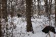 Polowanie z 15 stycznia 2013 (szczeg�lne)