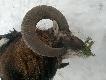 pozyskany w Czechach  wymiary :80cm ;78cm;obw�d 25cm 
