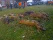 Ta wygl�da� pokot tego dnia; polowanie dewizowe