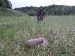 Strza� z odleg�o�ci 70 m. po�o�y� rogacza na miejscu. 