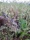 Rogacz w ca�ej okaza�o�ci…
