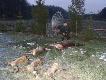 Pami�tkowa fotka z go�cinnego polowania w „Szaraku” u przyjaciela Tomka.  