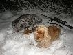 20.01.2013
Pojecha�em na dzika ale �e ich nie by�o wi�c wabik z my�l� o liskach .Po wabie wybiega lisek wi�c bachh a po strzale wybiega wagon i biegnie w moj� stron�.Gwizdn��em i wagon sie zatrzyma� i znowu bachh ;-)