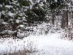 Bardzo blisko od te�cia wysz�a sarna