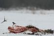 20-01-2013.Mo�e jednak nie doceniamy drapie�nictwa bogatek i ich wp�ywu na populacj� dzika.