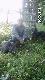 Pierwszy postrza�ek Buchty,