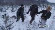 Dziczek dostrzelony  rano 20 stycznia br, strzelany ok.p�nocy.Uszed� ok.600m.