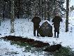Strzelali�my same warchlaki.