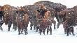 ubr/bison bonasus
