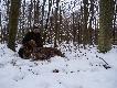 W czoraj po godz. 18 podchodz� spokojnie �eruj�c� watach� 6 przelatk�w,po kilku chwilach obserwacji dostrzegam "co�' wyra�niej mniejszego od pozosta�ych,wi�c decyzja jest jedna.Krzy� i strza�,dzik spisuje testam�t,m�wie jest dobrze,po chwili dzik wstaje i ucieka co si� w biegach,jest ju� nie dobrze.Id� po psa,na miejscu �wiec� lichym �wiat�em i nie znajduj� zestrza�u,ani farby,jednak pies podejmuje trop i prowadzi w kierunku jednak odmiennym ni� m�j?Dochodzimy do �ciany �wierk�w,pies wchodzi,jednak go odwo�uj� bo jestem pewien �e to nie tam.Poszukiwania odk�adamy do dzisiejszego dnia,rano o godz. �smej id� spsem na wczorajszy zestrza�,jak si� potem okaza�o miejsce by�o ca�kiem gdzie indziej,pies idealnie poprowadzi� mnie w to same miejsce gdzie wczoraj,ju� przy dziennym �wietle wyra�nie widz� farb�.Dochodzimy do tej samej �ciany �wierk�w,psa puszczam luzem ,zachwile szczek i ju� widz� jak pies oszczekuje ju� zgas�ego dzika.Gdybym psu zaufa� a nie swojej "wyobra�ni'dzika doszliby�my tego samego wieczoru.Dzik jak si� okaza�o przyjo� kul� na miekkie.Mam czyste sumienie pomimo feralnego strza�u,dzi�ki mojemu pieskowi.Darz B�r.