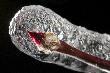 P�k derenia bia�ego (chyba). Mrozoodporny. ~3mm w k��bie:-)