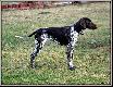 NERDA Hubert�wka znad Parsety (Archie Keiviento x Fiona Kajminia)