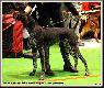 NAJRA Hubert�wka znad Parsety (Archie Keiviento x Fiona Kajminia)