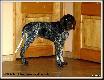 NORTON Hubert�wka znad Parsety (Archie Keiviento x Fiona Kajminia)