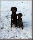 THOMAS "SEPP" v.d. Blanke Biele (Archie Keiviento x Kyra v.d. Blanke Biele) & kumpel Youri