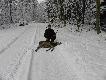 Drugie p�dzenie drugi strza� na polowaniu no i  pierwszy cielak w �yciu... 