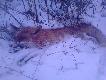 da� si� nabra� i tak oto sobie zosta� - predator