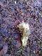 Sprawka pilarzy...;/
Skoro ca�y wieniec nale�y do pa�stwa to nie kt�rzy wol� nie ryzykowa� i bior� same tyki...