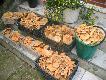 A te z sierpnia. Zubo�one bo s�siadka wzi�a sobie dwie skrzyneczki.