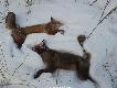 12.02.13  Zagadka: Ktory Lis Jest Chory :PP ?
