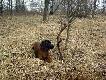 Pewnie bym naszed� na tego zrzuta ,ale pies by� szybszy ode mnie. Flet czesa� praw� stron� brzegu bagna ,a ja odbija�em w lewa stron� . Kiedy by�em odwr�conyy w lewa stron� us�ysza�em pukni�cie w tyk� . Przez krzaki spojrza�em na psa i widze Fleta jak stoi i ogl�da sie za mn�. Do konca nie by�em pewny �e cos ma .Mia�em apart przy sobie. Postanowi�em nagrywa� . Kiedy w��czy�em aparat Flet ju� bym u mnie , tak w�asnie oznajmi� �e co� ma :))))))))     <a href="http://www.youtube.com/watch?v=yJX3wQRHJD8" target=_blank>FILMIK</a>