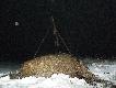 Ten sam dziczek.Waga 32kg,ale po �niegu ci�g�o si� do�� fajnie(800m)... 
