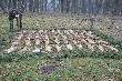 Efekt polowania 6 K� �owieckich i 2 OHZ 51 lis�w i 4 kuny