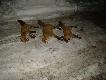 17-02-2013 7 widzainych do 4 strzelanych trzy zabrane ze sob� dwa psy i jedna suka niestety foto podw�rkowe 