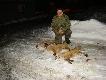 17-02-2013  7 widzainych do 4 strzelanych trzy zabrane ze sob� dwa psy i jedna suka niestety foto podw�rkowe 