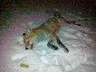 19.02.2013  Lis zwabiony kniazieniem. Foto niestety z telefonu. Darz B�r. 