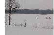 4byczki kt�re zn�w wysz�y na rzepak dwa ju� byly gomu�y