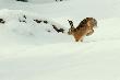 24.02.2013. Zrzut�w nie by�o. Zaj�c by�.