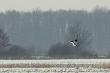 24-02-2013. Okolice Mi�kini. Samiec b�otniaka zbo�owego.