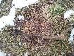 27.02.2013 Dwunastak pi�knie uperlony waga 2,55kg