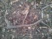 02.03.2013.ok 200metr�w dalej do pary dwunastak ze z�amanym nadoczniakiem