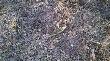 i stary my�kusik