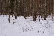 03,03,13r W ko�cu i u mnie si� zacz�o,przede mn�  pobieg�y t�dy byki w tym trzy gom�y i jeden z praw� tyk�.Okaza�o si� �e to 16-stak    zachaczy� o brzoze i zostawi� lew� tyke,waga 2,6kg