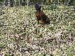 Podsumowanie pi�knego marcowego dnia z udzia�em mojego psiaka:-) 16-tak,12-tak,10-tak.7.03.2013 r.