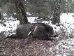  Grudzie� 2012r.Niestety....Locha :( 