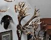 Muzeum �owiectwa i Je�dziectwa. Z kasy po schodach w g�r�.