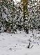 Wczoraj 3,dzisiaj 3 :-) 11 marca 2013 r - 22 �wie�y zrzut w tym sezonie.