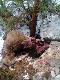 Zagryziony byk.
Niestety bez g�owy szuka�em g�owy ale nie mog�em znale�� ;/ przede mna  nie by�o �lad�w ludzkich :( szuka�em po �ladach wilk�w w potoku sz�em w g�re i w d� potoku ale nic nie by�o :/