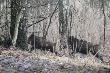 Czarny zwierz przebieg� mi drog�. 10-03-2013