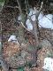 12.03.2013 12-stak ,  tak go znalaz�em  waga 2 kg