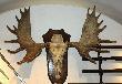 Muzeum �owiectwa i Je�dziectwa. Trzecie polskie �opaty �opaty 333,2CIC z 1938r.