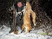 --- 24 --- lisiura( pies),da� si� zwabi� na predzia,i mysie......DB ..Rajmund.. 
