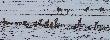 "sarn�w jak mr�wk�w"